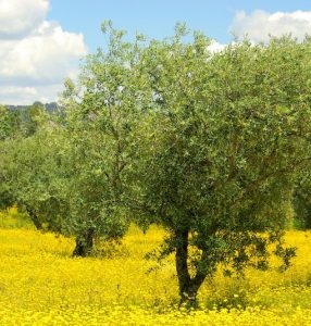 Olive trees in a field of yellow flowers. Olae europaea Del Morocco Olive
