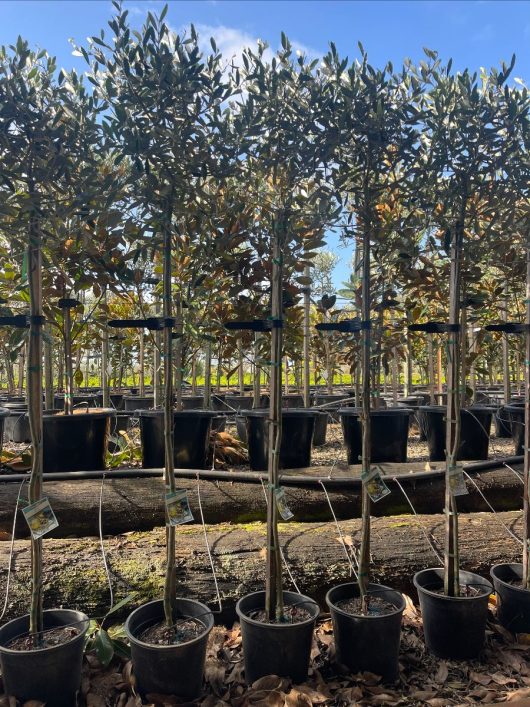 Rows of Olea 'Manzanillo' Olive trees in 10" pots, each standing 3 feet tall and supported by stakes, lined up outdoors under a bright, blue sky.