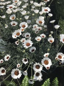 A group of Rhodanthemum 'White' African Eyes daisies in an 8" pot with ferns.