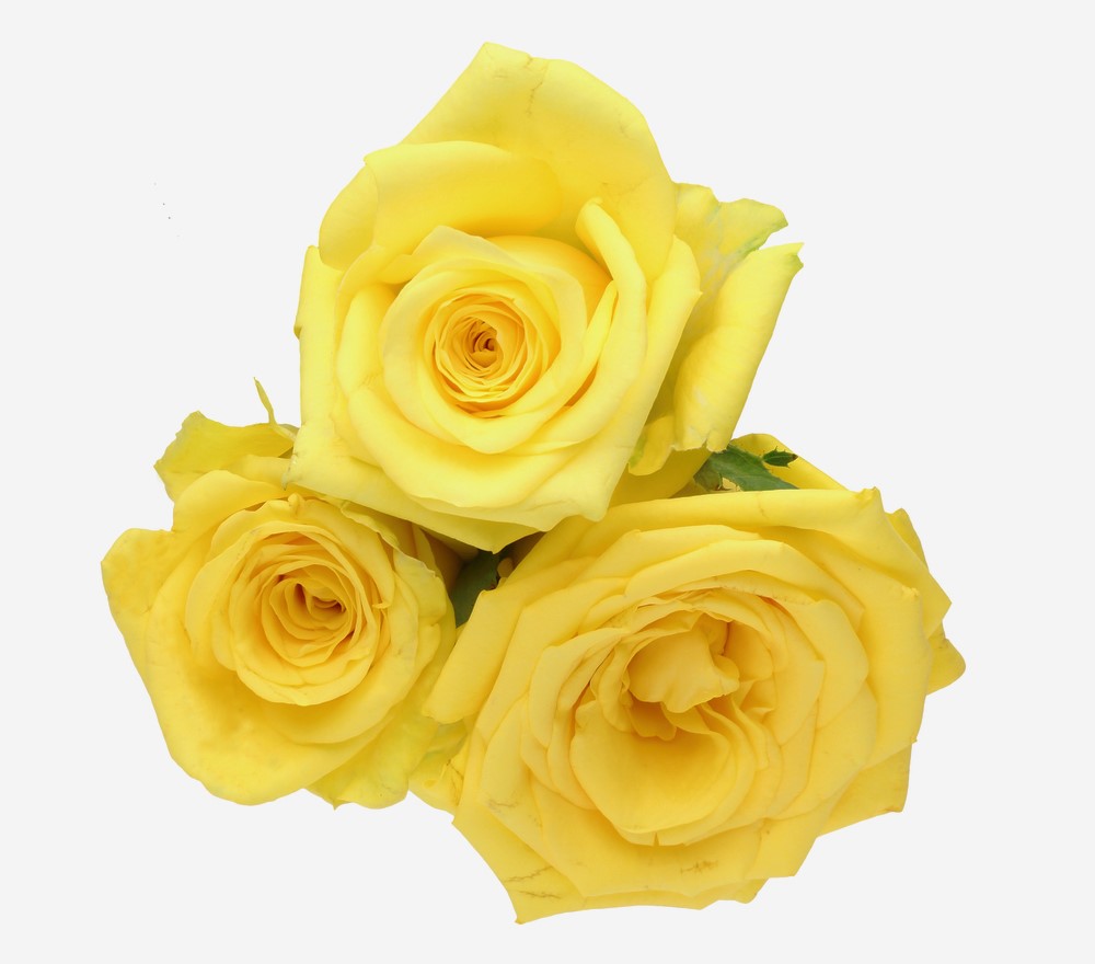 Rose 'Scentifall® Lemon Frosting' - Hello Hello Plants