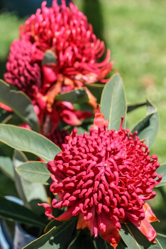 A Telopea speciosissima Corroboree Waratah flowers, both in vibrant shades of red or hot pink, astralian native
