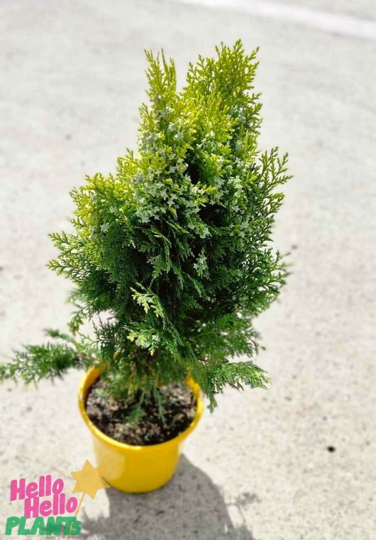 A Thuja 'Stumpy Joe' Conifer sits gracefully in an 8" yellow pot, positioned elegantly on a concrete surface.