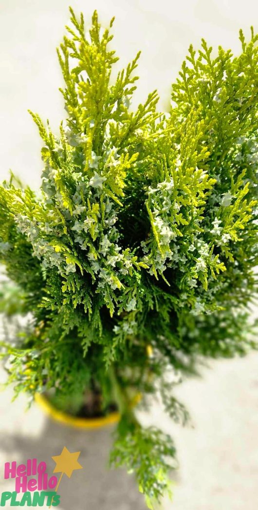 Close-up of a Thuja 'Stumpy Joe' Conifer in an 8" yellow pot. Labels with colorful text adorn the bottom left corner.