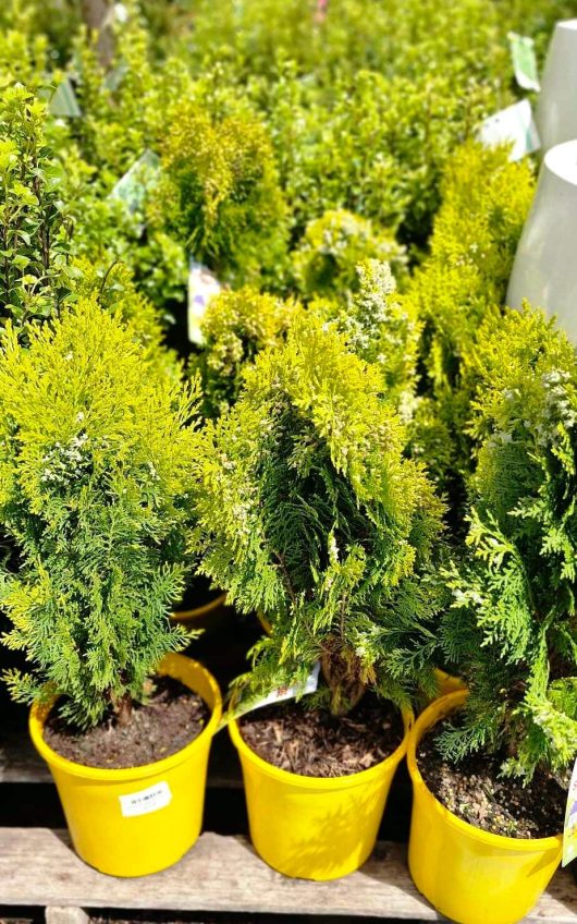 Thuja 'Stumpy Joe' Conifers, small evergreen plants in 8" yellow pots, are displayed outdoors on a wooden surface.