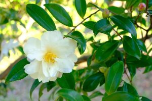 camellia japonica lovelight white creamy blooms with yellow centres on green glossy foliage
