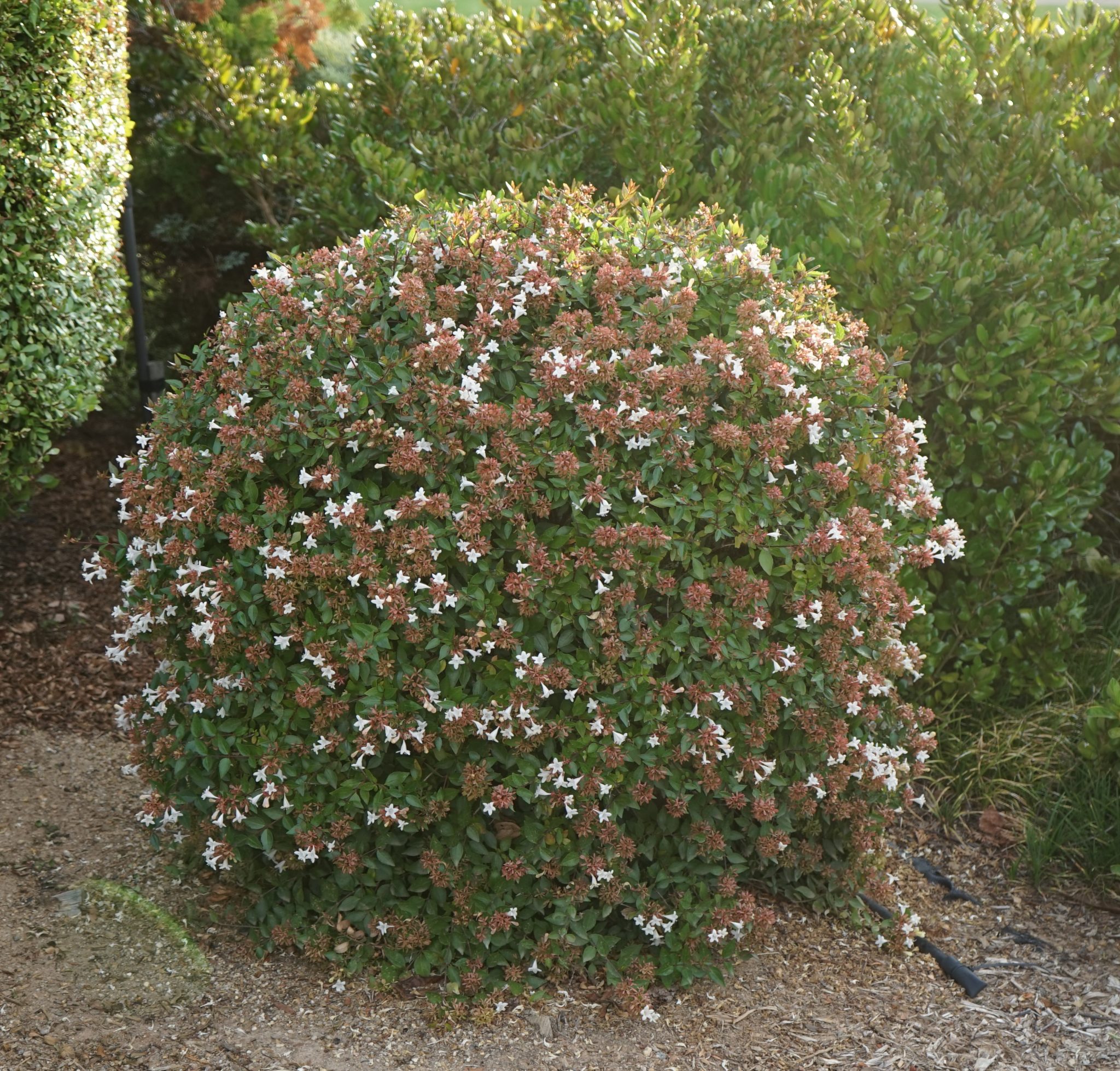 Ligustrum 'Box Leaf Privet' 6