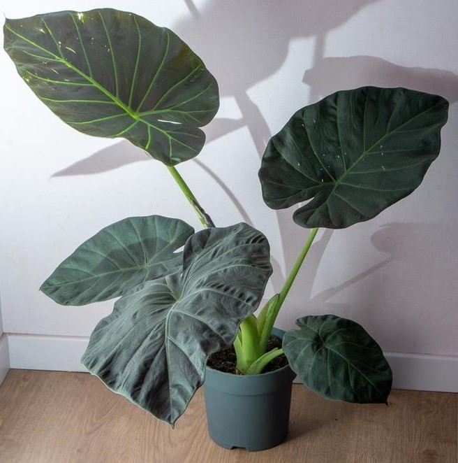 A hybrid of Alocasia Reginula 'Black Velvet' x Alocasia odora Regal Shield Elephant Ears in pot dark matte green leaves