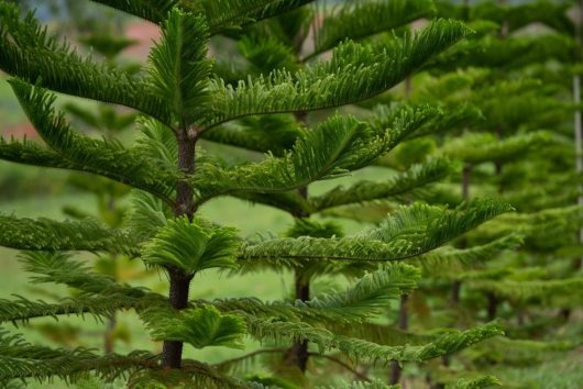 Verdant green branches of an Araucaria 'Norfolk Island Pine' 75L tree, with a blurred natural background.
