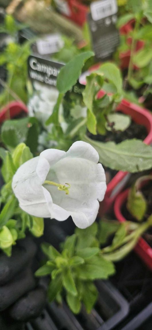 A close-up of the elegant, bell-shaped Campanula 'White Serbian Flower', featuring lush green leaves in a vibrant red 4" pot.