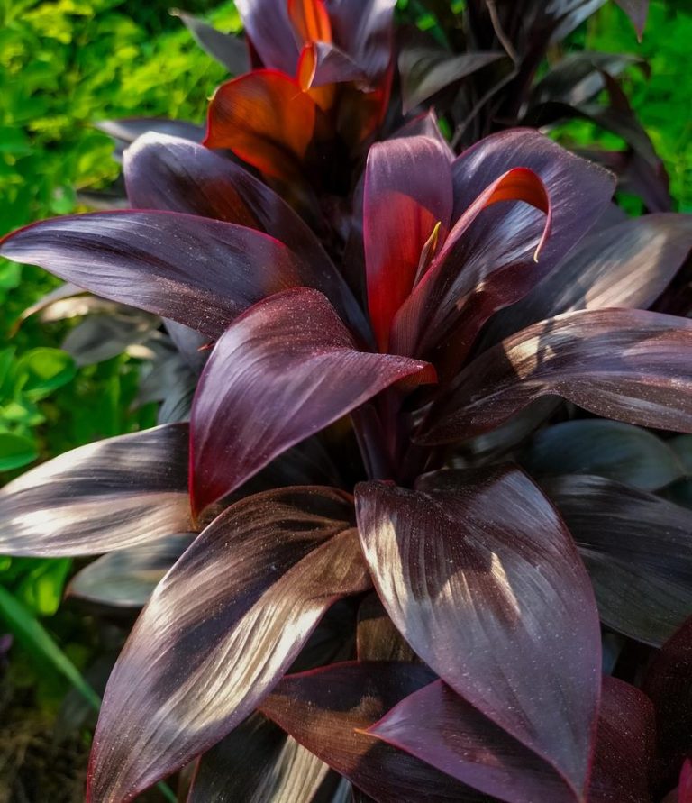 Cordyline 'Caruba Black' 8