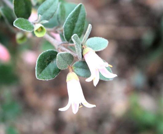 NATIVE FUCHSIA CORREA HYBRID MOON CHIMES WHITE BELL SHAPED FLOWERS