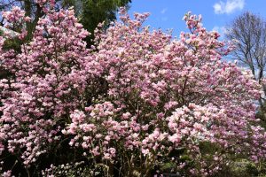 A large Magnolia 'Butterflies' 16" Pot tree with abundant pink blossoms is in full bloom under a blue sky with scattered clouds, while butterflies gracefully flutter around.