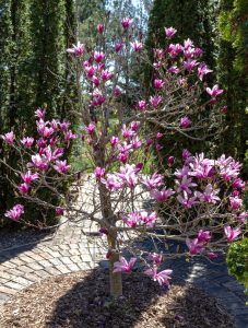 A small Magnolia 'Butterflies' 16" Pot with clusters of bright purple-pink flowers stands on a circular brick pathway, surrounded by greenery.
