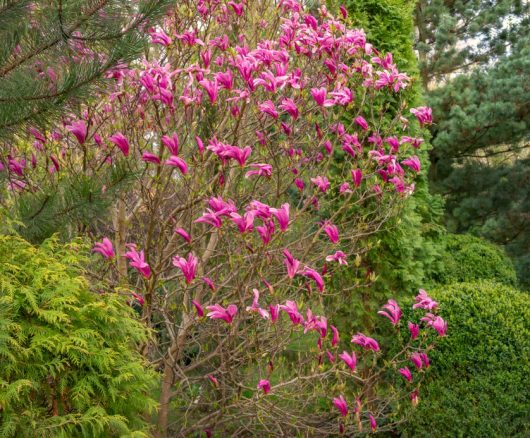 A Magnolia 'Butterflies' 16" Pot with numerous pink blossoms, surrounded by various green shrubs and trees, attracts butterflies in the garden.