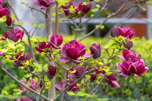 A tree with vibrant Magnolia 'Butterflies' 16" Pot flowers in full bloom amidst green leaves, attracting delicate butterflies.