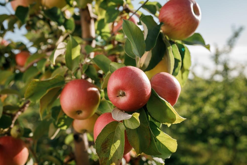 Malus 'Cumulus™' Columnar Apple 10