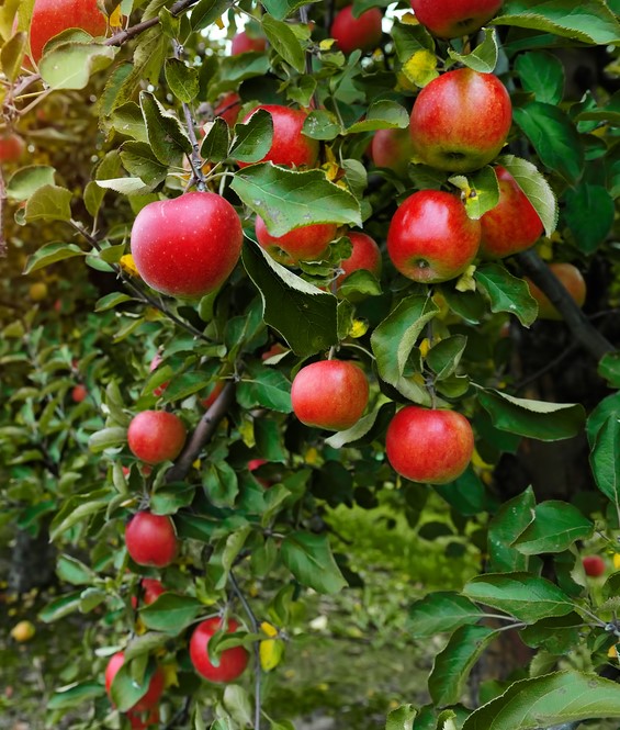 Malus 'Herald™' Columnar Apple 10