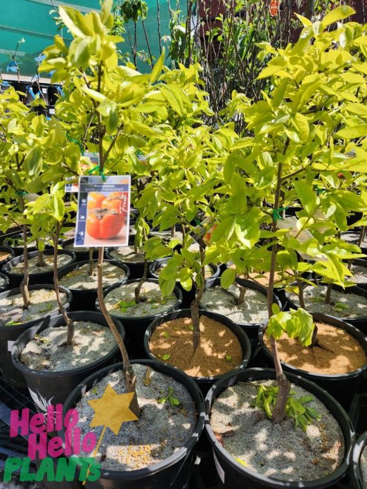 On display are persimmon trees, specifically the 'Ichikikei Jiro' variety in 10-inch pots, featuring vibrant green leaves and each marked with its type. Price or promotional signs are only partially visible.