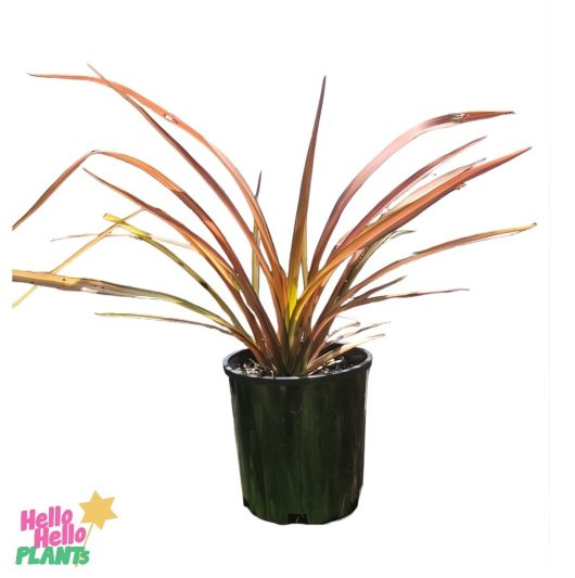 Phormium 'Rainbow Sunrise' Flax 6" pot with long, narrow, reddish-brown leaves on a plain white background; bottom left features the product logo.