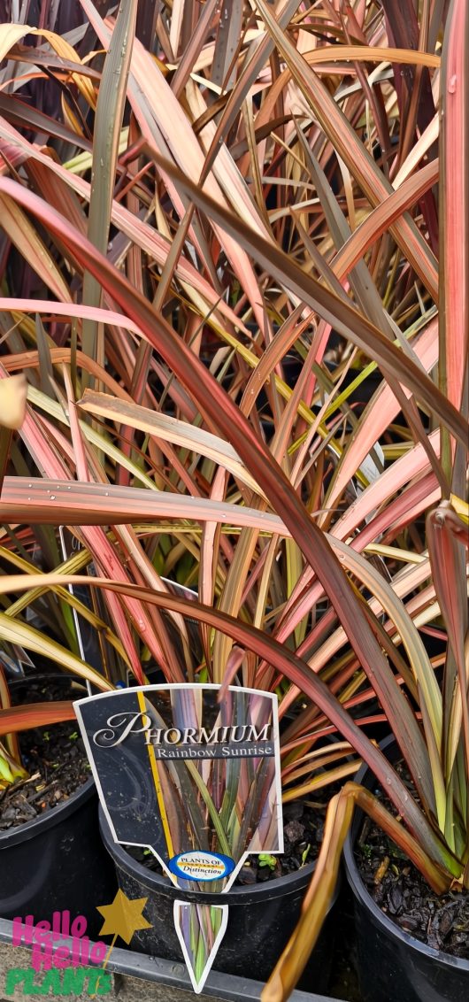 The Phormium 'Rainbow Sunrise' Flax in a 6" pot boasts long, narrow leaves in vibrant shades of red, green, and yellow, reminiscent of New Zealand Flax.