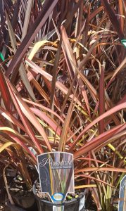 The Phormium 'Rainbow Sunrise' Flax in a 6" pot features long, narrow leaves with vibrant green, red, and orange shades.