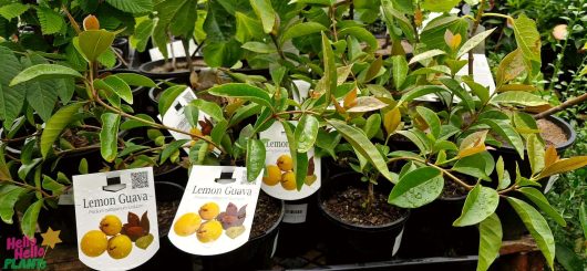 Psidium 'Yellow Cherry' Guava plants, nestled in 6-inch pots with labeled tags, display their vibrant green leaves adorned with glistening raindrops.