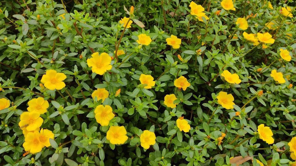 Purslane PortoGrande™ 'Yellow' 6