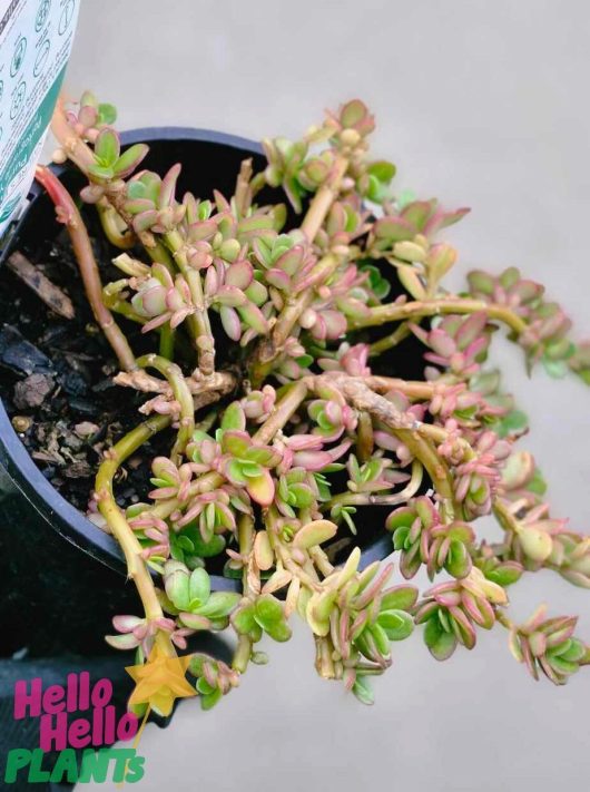 A Purslane PortoGrande™ 'Orange' succulent with vibrant green and pink leaves sits elegantly in a black pot on a light-colored surface. The pot features a tag adorned with text and graphics, enhancing its charm.