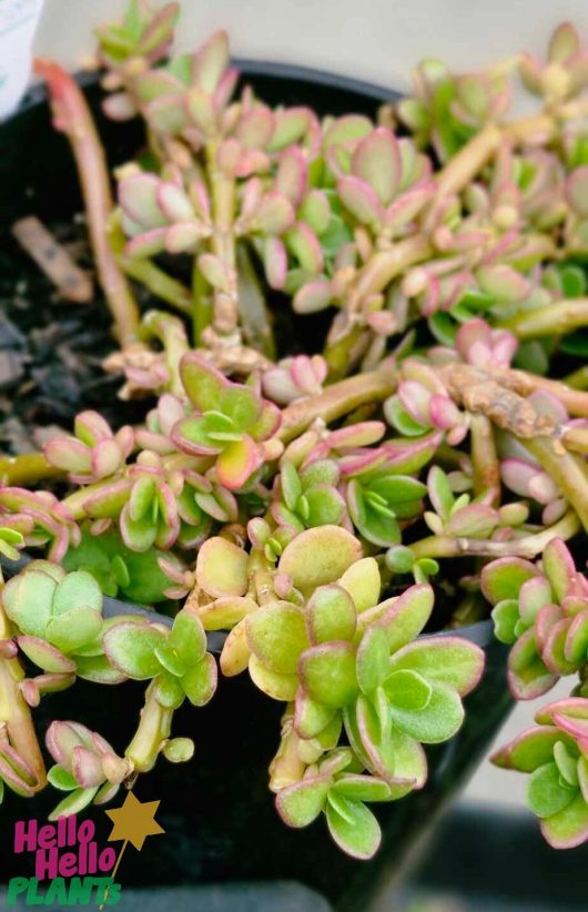 A 6" pot containing Purslane PortoGrande™ 'Orange' succulent plants, displaying fleshy leaves and stems. A logo in the bottom left corner reads "Hello Hello Plants.