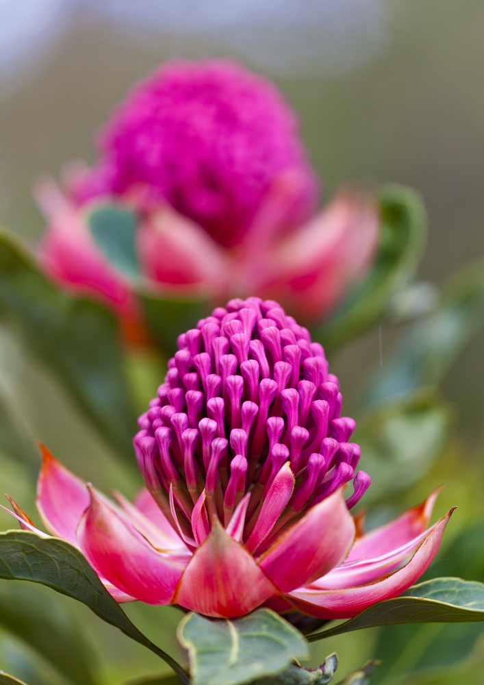 Telopea 'Enchanted® Pink' Waratah 6