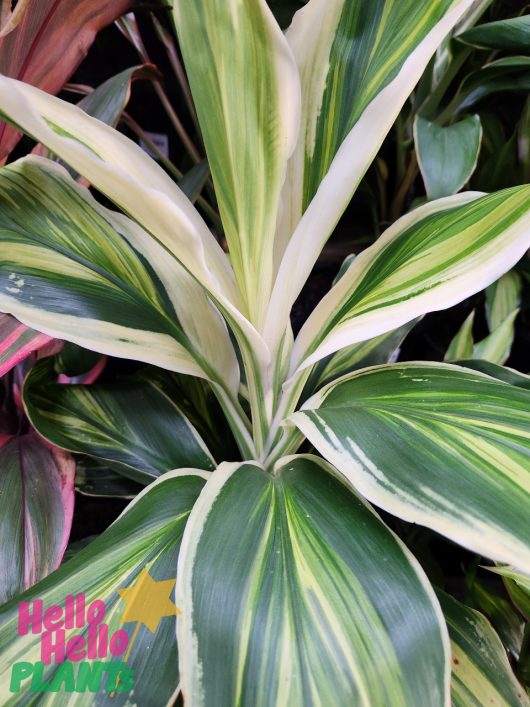 Lush Cordyline fruticosa 'Tropic Snow' 8" Pot plant with vibrant green and white striped leaves, showcased at a garden center.