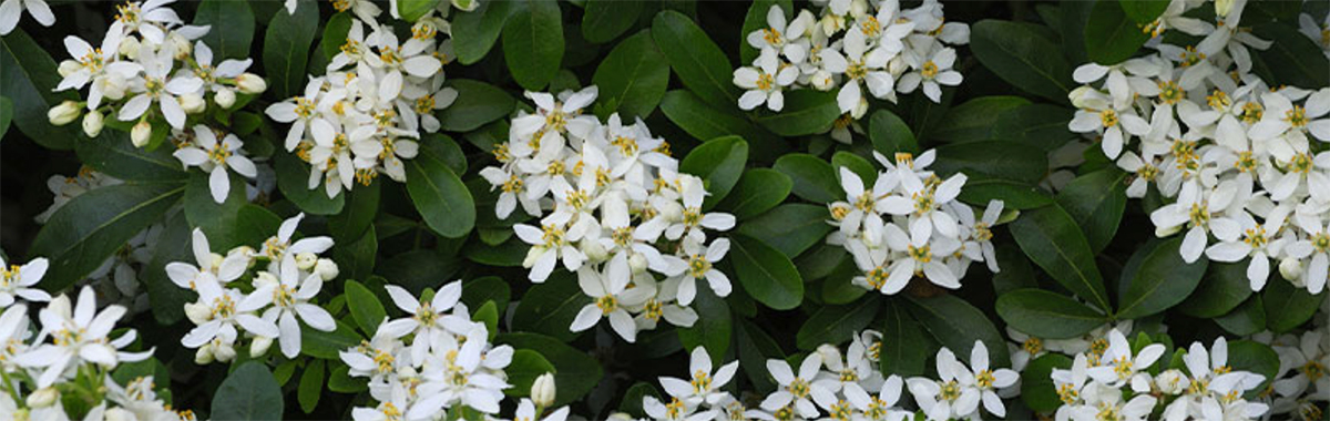 A cluster of small white flowers with green leaves, known as one of the best plants for shady areas. Mexican Orange Blossom