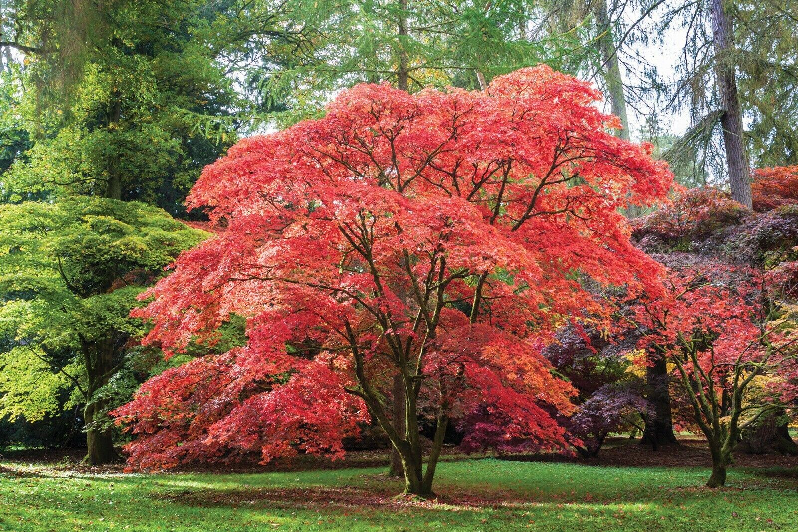 A vibrant red maple tree, one of the top indoor plants in full autumn color, surrounded by green trees in a peaceful forest setting. Acer palmatum ‘Japanese Maple’