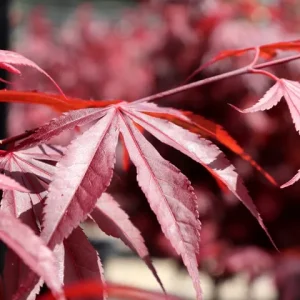 Close-up of vibrant red Japanese maple, one of the top indoor plants, with detailed veins and a blurred background, capturing the texture and color contrast. Acer ‘Shaina’ Japanese Maple leaf