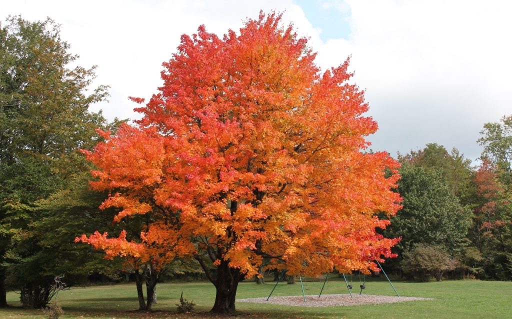 A vibrant maple tree with radiant red and orange leaves against a cloudy sky, anchored by supports, in a grassy field with top indoor plants nearby.