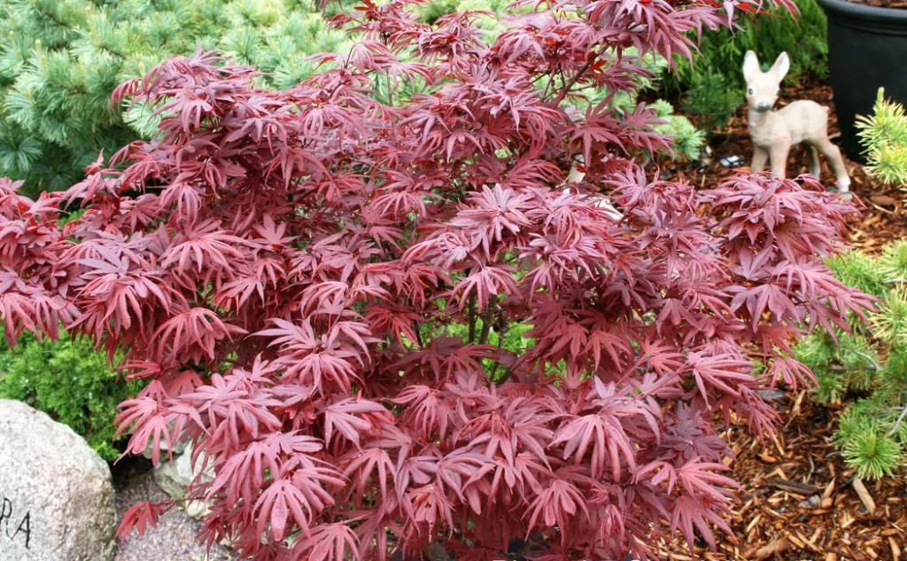 A lush Japanese maple, one of the top indoor plants, with deep red leaves near a small deer figurine, in a garden setting.
