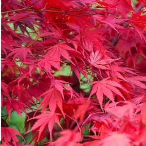 Close-up of vibrant red japanese maple leaves.