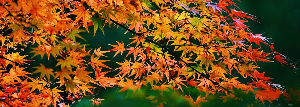 Vivid orange and red maple leaves against a blurred background of top indoor plants, highlighting the change of seasons.