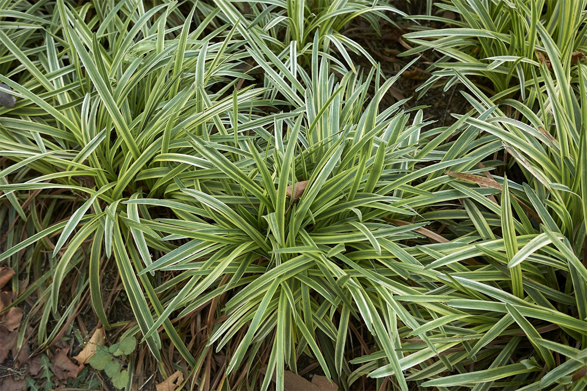 Close-up of dense, green grass-like plants with variegated leaves in a garden setting, showing a mix of green and white striped foliage—perfect selections for shady areas. Liriope ‘Stripey White’