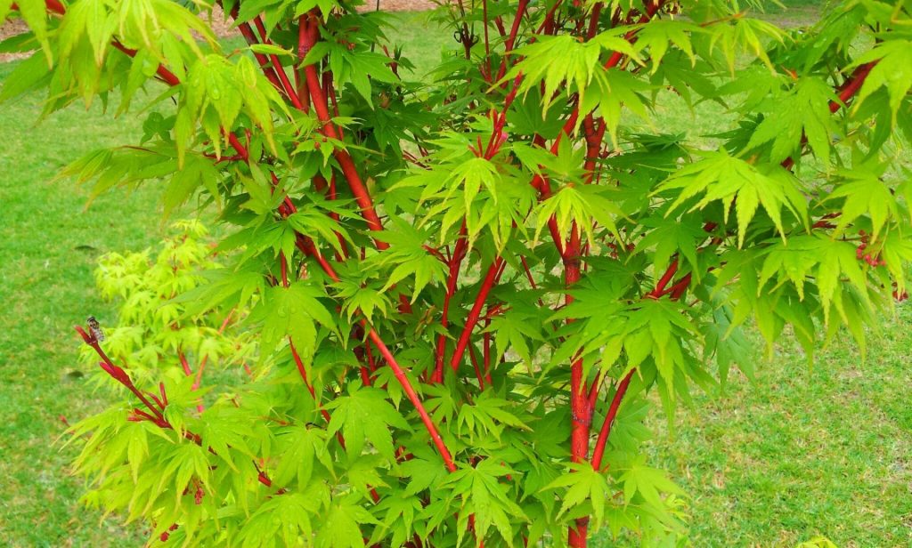 Japanese maple tree, thriving as a top indoor plant with vibrant green leaves and striking red stalks. Acer ‘Senkaki/Coral Bark’ Japanese Maple