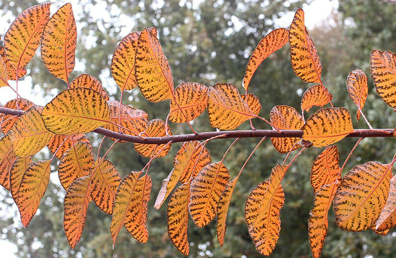 Orange and yellow leaves with black spots on a branch of top indoor plants, glistening with raindrops, against a blurred natural background.