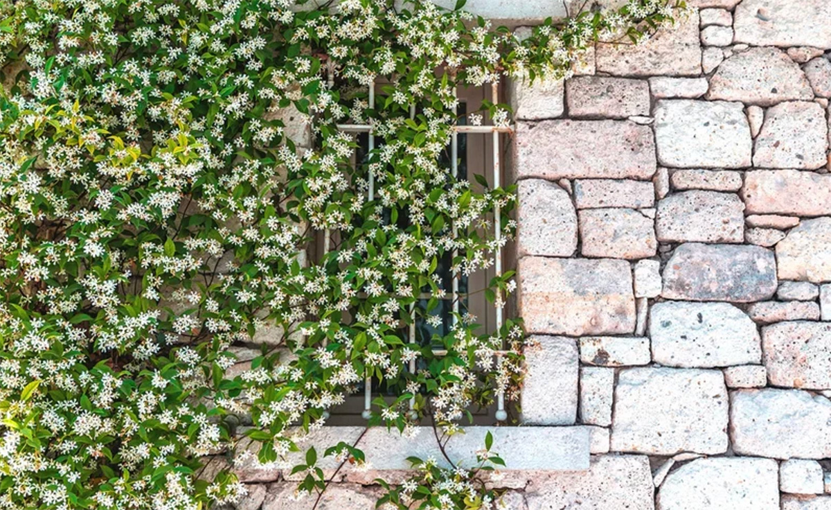 A stone wall with a window partially covered by green vines and small white flowers showcases some of the best plants for shady areas. Trachelospermum ‘Chinese Star Jasmine’
