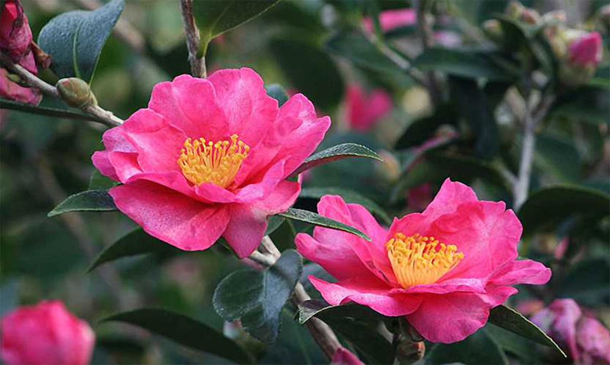 Two vibrant pink flowers with yellow centers bloom among green leaves on a plant, making it one of the best plants for shady areas.