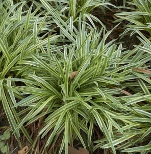 A cluster of variegated spider plants, top indoor plants, with long, narrow green leaves striped in white, growing densely in garden soil.