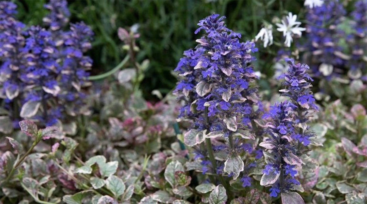 Close-up of blooming purple bugleweed flowers, one of the best plants for shady areas, surrounded by variegated green and pink leaves in a garden.