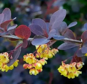 Dark purple leaves with clusters of small yellow flowers against a blurred green background make this one of the top indoor plants. Berberis ‘Japanese Barberry’ Purple