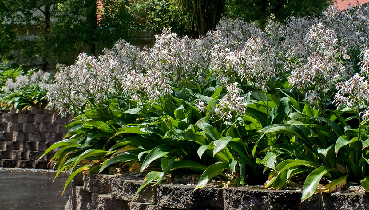 A garden bed featuring lush green plants with clusters of small white flowers, bordered by a low stone wall, set in a sunny outdoor environment. Ideal for inspiration if you're searching for the best plants for shady areas in your own garden. Arthropodium ‘Te Puna’ Rock Lily