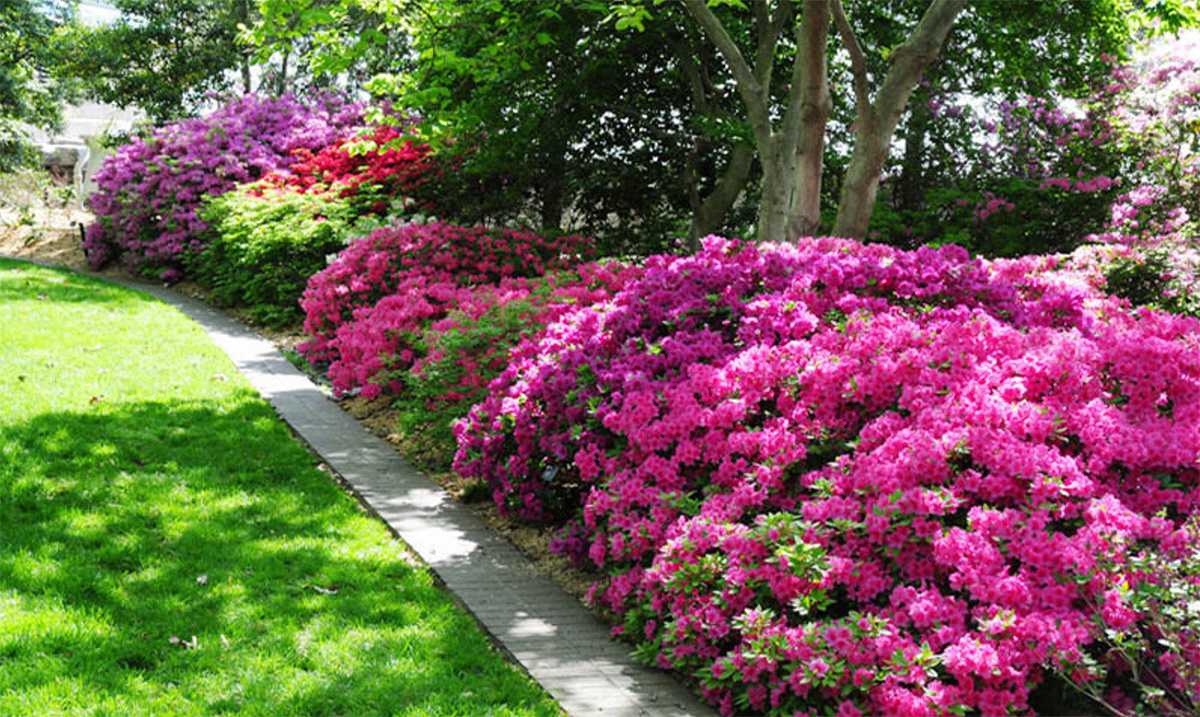 A garden pathway is lined with vibrant pink and magenta azalea bushes under the shade of large trees, showcasing some of the best plants for shady areas.