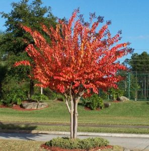 A vibrant red maple tree, one of the top indoor plants, in full autumn color, standing in a grassy area with rocks and trees in the background under a clear sky. Crepe Myrtle autumn