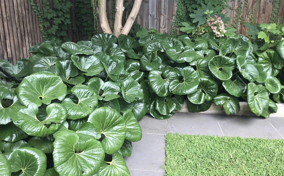 Lush green foliage with large, round, glossy leaves grows densely against a wooden fence, showcasing why it's among the best plants for shady areas. Some smaller pink flowers are visible in the upper right corner.